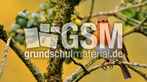 Rotkehlchen (25).jpg